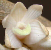 Dendrobium melanostictum: Dendrobium melanostictum Schltr., flower, oblique front view, photo Ed de Vogel, Leiden cult. 20031989 (National Capital Botanic Garden Port Moresby), from Papua New Guinea, locality not known