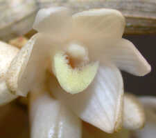 Dendrobium melanostictum: Dendrobium melanostictum Schltr., flower, oblique front view, photo Ed de Vogel, Leiden cult. 20031989 (National Capital Botanic Garden Port Moresby), from Papua New Guinea, locality not known
