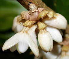 Dendrobium melanostictum: Dendrobium melanostictum Schltr., inflorescence, lateral view, photo Ed de Vogel, Leiden cult. 20031989 (National Capital Botanic Garden Port Moresby), from Papua New Guinea, locality not known