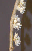 Dendrobium melanostictum: Dendrobium melanostictum Schltr., stem with inflorescences, photo Ed de Vogel, Leiden cult. 20031989 (National Capital Botanic Garden Port Moresby), from Papua New Guinea, locality not known