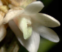 Dendrobium melanostictum: Dendrobium melanostictum Schltr., flower, oblique lateral view, photo Ed de Vogel, Leiden cult. 20031989 (National Capital Botanic Garden Port Moresby), from Papua New Guinea, locality not known