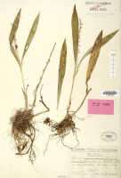 Liparis condylobulbon: Liparis persimilis Schltr., herbarium sheet, Schlechter 18999 (isotype specimen L)