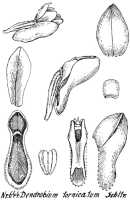 Dendrobium obtusum: Dendrobium obtusum Schltr. (as Dendrobium fornicatum Schltr.), drawing R. Schlechter in Repert. Spec. Nov. Regni Veg. Beih. 21 (1923) t. 173, fig. 644