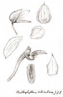 Bulbophyllum orbiculare: Bulbophyllum orbiculare J.J.Sm., floral analysis, drawing J.J. Smith, from Gjellerup 483