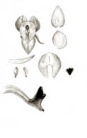 Crepidium rhinoceros: Crepidium rhinoceros (J.J.Sm.) Szlach. (as Microstylis rhinoceros J.J.Sm.), floral analysis, drawing J.J. Smith, based on Djibdja 385
