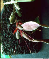 Bulbophyllum inauditum: Bulbophyllum inauditum Schltr., habit, photo T. M. Reeve, based on Reeve 779