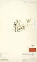 Dendrobium stelliferum: Dendrobium stelliferum J.J.Sm., isosyntype specimen: Thomsen 805 (L)