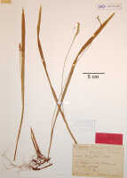 Liparis trachyglossa: Liparis trachyglossa Schltr., herbarium sheet, Schlechter 20338 (isotype specimen BO)