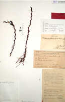Octarrhena cucullifera: Octarrhena cucullifera J.J.Sm., herbarium sheet, Pulle (Versteeg) 2410 (holotype specimen BO)