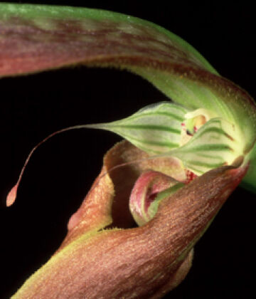 Bulbophyllum antenniferum