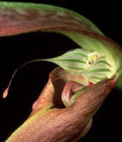Bulbophyllum antenniferum: Overview picture of Bulbophyllum antenniferum (Lindl.) Rchb.f.
