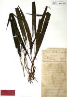 Calanthe truncata: Calanthe truncata J.J.Sm., herbarium sheet, Gjellerup 887, holotype specimen (BO)