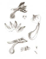 Taeniophyllum lamii: Taeniophyllum lamii (J.J.Sm.) Kocyan & Schuit. (as Microtatorchis lamii J.J.Sm.), floral analysis, drawing J.J. Smith, based on Lam 1665a
