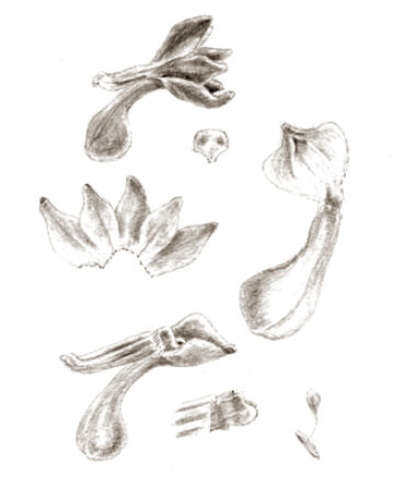 Taeniophyllum lamii