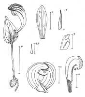 Corybas sexalatus: Corybas sexalatus J.J.Sm., draughtsperson not known, possibly Pieter van Royen, in Phanerog. Monogr. 16 (1983) 103, fig. 27