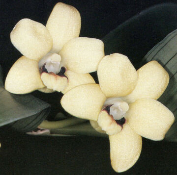 Dendrobium papyraceum