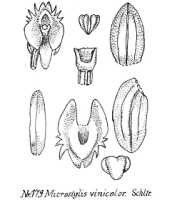 Crepidium vinicolor: overview picture