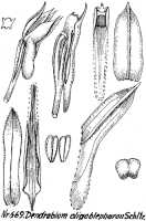 Dendrobium nardoides: Dendrobium nardoides Schltr. (as Dendrobium oligoblepharon Schltr.), drawing R. Schlechter in Repert. Spec. Nov. Regni Veg. Beih. 21 (1923) t. 179, fig. 669