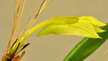 Dendrobium nebularum: Dendrobium nardoides Schltr., flower, lateral view, photo Ed de Vogel, Leiden cult. 20121121 (S. Lyon) from Papua New Guinea, Morobe Prov.