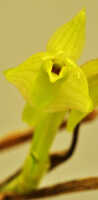 Dendrobium nebularum: Dendrobium nardoides Schltr., flower, front view, photo Ed de Vogel, Leiden cult. 20121121 (S. Lyon) from Papua New Guinea, Morobe Prov.