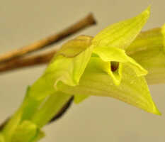 Dendrobium nebularum: Dendrobium nardoides Schltr., flower, oblique lateral view, photo Ed de Vogel, Leiden cult. 20121121 (S. Lyon) from Papua New Guinea, Morobe Prov.