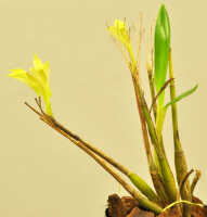 Dendrobium nebularum: Dendrobium nardoides Schltr., plant habit, photo Ed de Vogel, Leiden cult. 20121121 (S. Lyon) from Papua New Guinea, Morobe Prov.