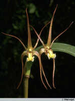 Dendrobium mekynosepalum: Dendrobium mekynosepalum Schltr., flowers, photo J. Meijvogel, based on Leiden cult. 32077