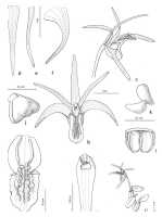 Dendrobium parvibulbum: Dendrobium parvibulbum de Vogel. drawing Eline Hoogendijk in De Vogel, van Vugt & Hoogendijk, Malesian Orchid Journal 22 (2018) 107, fig 28