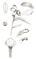 Glomera latilinguis: Glomera latilinguis J.J.Sm., drawing J.J. Smith, from von Römer 1300