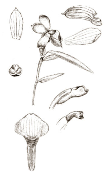 Glomera latilinguis