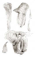 Corybas arfakensis: Corybas arfakensis (J.J.Sm.) Schltr., drawing J.J. Smith, from Gjellerup 1105
