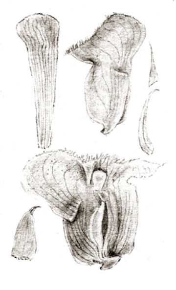 Corybas arfakensis