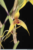Bulbophyllum erythrosema: Bulbophyllum erythrosema J.J.Verm., flower, oblique front view, photo A. Schuiteman, Leiden cult. 20030338 (de Vogel & Vogel), from Papua New Guinea, Central Prov.