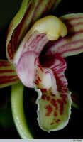 Cymbidium ensifolium subsp. haematodes: Cymbidium ensifolium (L.) Sw. subsp. haematodes (Lindl.) Du Puy & P.J.Cribb, photo E.F. de Vogel, from Leiden cult. 20020193