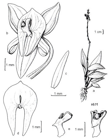 Crepidium laeve