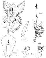 Crepidium laeve: Crepidium laeve (Schltr.) Szlach. (as Pseudoliparis laevis (Schltr.) Szlach. & Marg.). Drawing by Szlachetko in Adansonia 21 (1999) 277