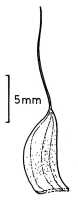 Habenaria trichaete: Habenaria trichaete Schltr., lateral sepal, drawing Jany Renz in Pl. Syst. Evol. 155 (1987) 323, fig. 2f, based on NGF 22949 (Millar)