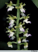 Cleisostoma litoreum: Cleisostoma litoreum (Schltr.) Garay, inflorescence, photo P. O'Byrne, based on O'Byrne C230