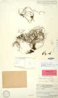 Octarrhena filiformis: Octarrhena filiformis (L.O.Williams) P.Royen, as Chitonanthera filiformis L.O.Williams, herbarium sheet, Brass 9360 (isotype specimen L)