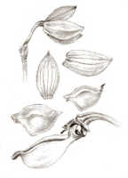Bulbophyllum terrestre: Bulbophyllum terrestre (J.J.Sm.) J.J.Verm., Schuit. & de Vogel, as Pedilochilus terrestre J.J.Sm., floral analysis, drawing J.J. Smith, from Lam 1684