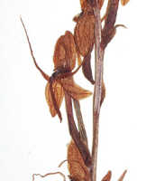 Habenaria khasiana: Habenaria khasiana Hook.f., detail of herbarium specimen (L), Brass 8650