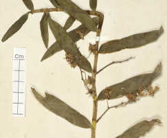 Dendrobium angustipetalum: Dendrobium trachyrhizum Schltr. (= Dendrobium angustipetalum J.J.Sm.), detail of isosyntype specimen: Schlechter 18246 (L)