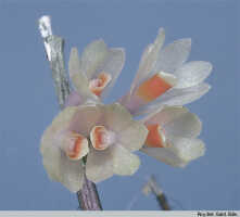 Dendrobium aurantiroseum: Dendrobium aurantiroseum P.Royen ex T.M.Reeve, inflorescence, photo Roy. Bot. Gard. Edin., based on Edinburgh cult. 681066 (Woods 1270)