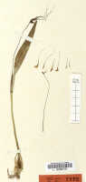 Dendrobium schouteniense: Dendrobium schouteniense J.J.Sm., detail of holotype specimen: Feuilletau de Bruyn 461 (L)