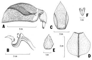 Bulbophyllum orthosepalum: Bulbophyllum orthosepalum J.J.Verm., as Bulbophyllum hashimotoi T.Yukawa & K.Karas., flower analysis, drawing Yukewa? in Ann. Tsukuba Bot. Gard. 16 (1997) 17, fig. 1-2. from PNG, no locality