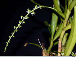 Cleisostoma litoreum: Cleisostoma litoreum (Schltr.) Garay, inflorescence, photo E.F. de Vogel, from Leiden cult. 20030850 (de Vogel & Vogel), from Papua New Guinea, Morobe Prov.