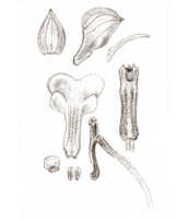 Dendrobium ledifolium: overview of Dendrobium ledifolium J.J.Sm.