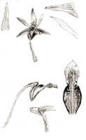 Dendrobium tuberculatum: Dendrobium tuberculatum J.J.Sm., drawing J.J. Smith, based on Bogor cult. (Rachmat 59) s.n.