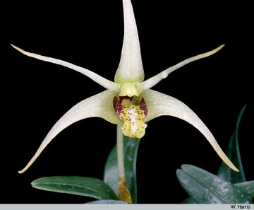 Dendrobium abbreviatum