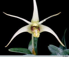 Dendrobium abbreviatum: Dendrobium abbreviatum Schltr., flower, photo W. Harris